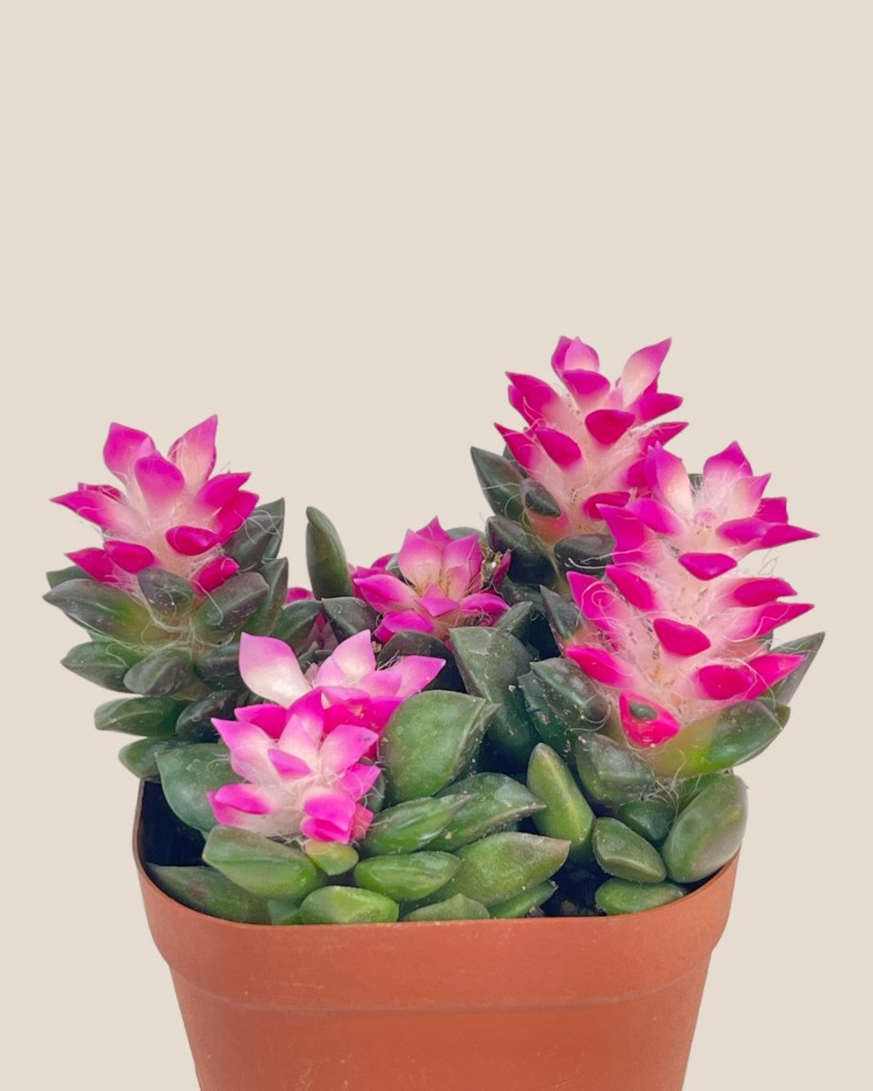 Little Sunrise Succulents - grow pot - Potted plant - Tumbleweed Plants - Online Plant Delivery Singapore