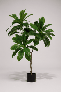 Loquat Tree (Life - like Artificial) - Potted plant - 1838465394201858049 - 0 - Tumbleweed Plants - Online Plant Delivery Singapore
