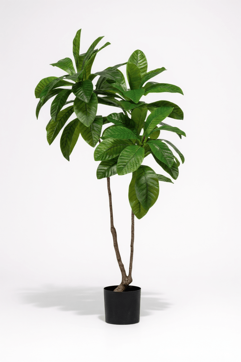 Loquat Tree (Life - like Artificial) - Potted plant - 1838465394201858050 - 0 - Tumbleweed Plants - Online Plant Delivery Singapore