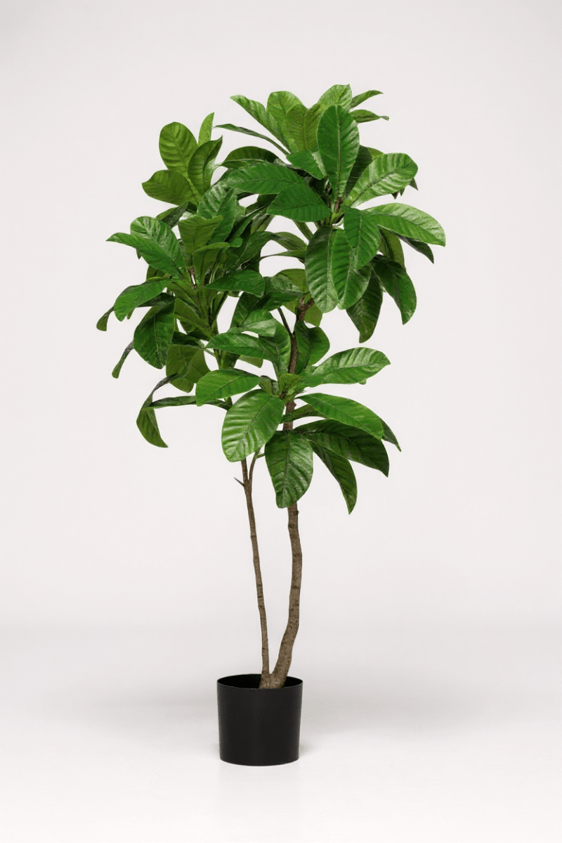 Loquat Tree (Life - like Artificial) - Potted plant - 1838465394201858051 - 0 - Tumbleweed Plants - Online Plant Delivery Singapore