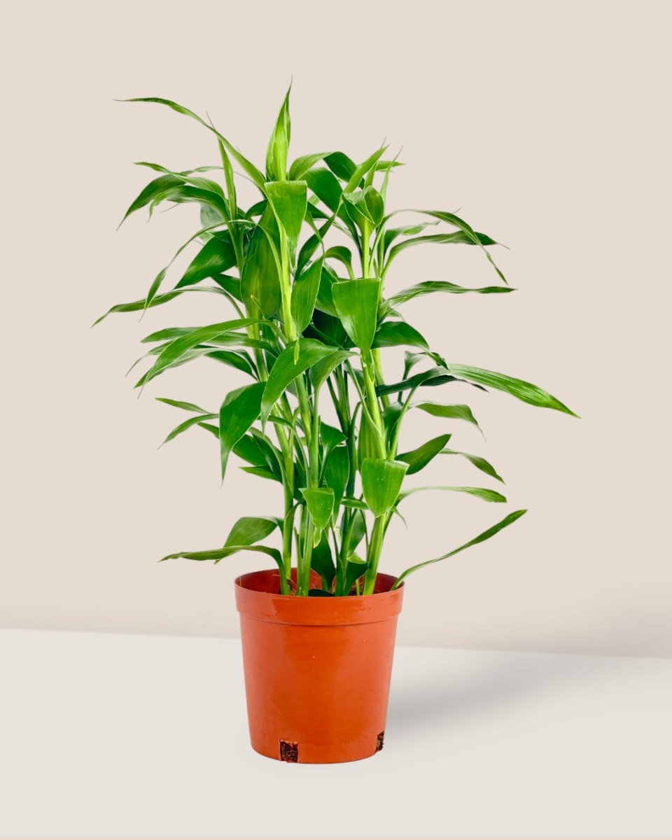 Dracena Sanderiana Green Plant - grow pot - Potted plant - Tumbleweed Plants - Online Plant Delivery Singapore
