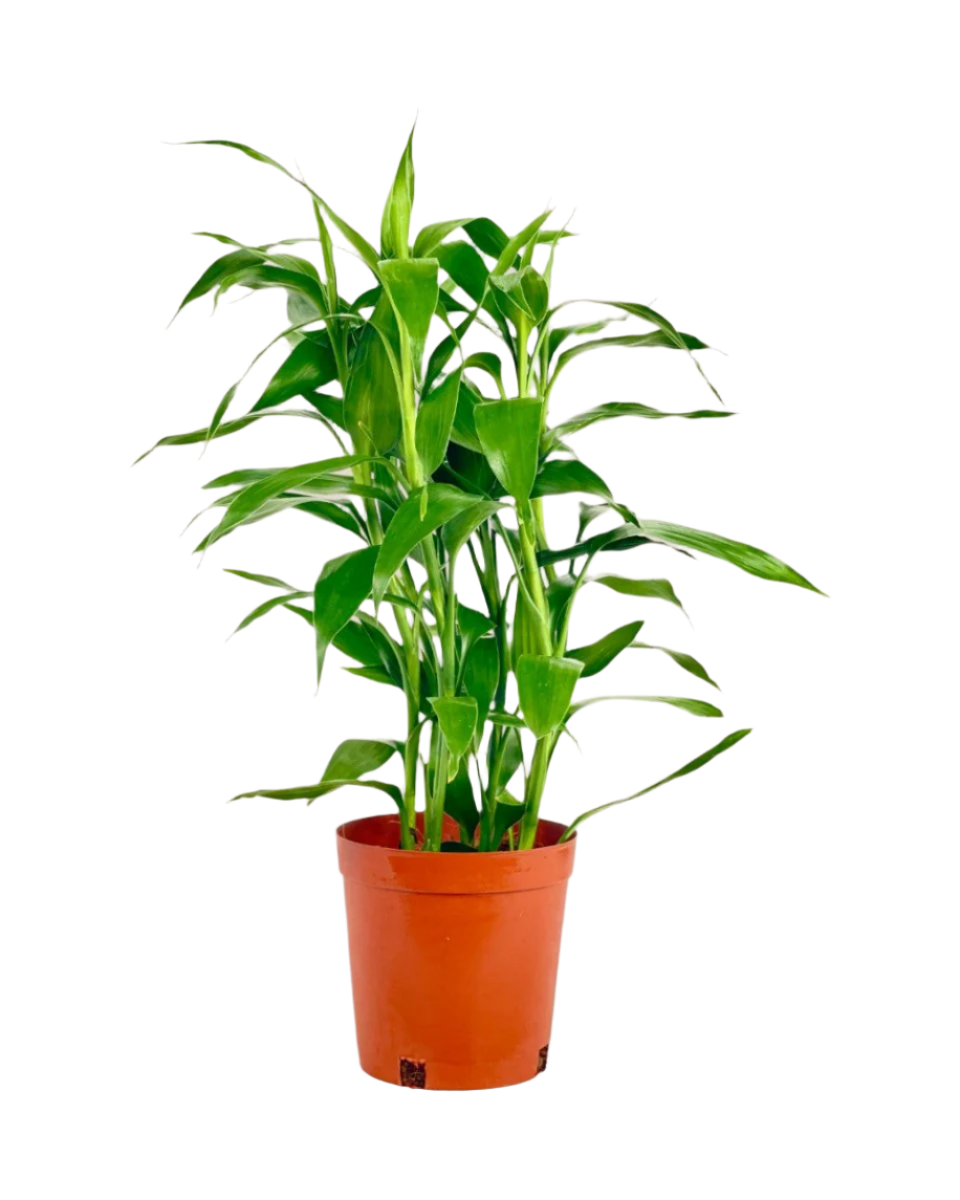 Lucky Bamboo Plant (0.5m) - Potted plant -  Tumbleweed Plants