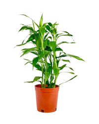 Lucky Bamboo Plant (0.5m) - Potted plant -  Tumbleweed Plants