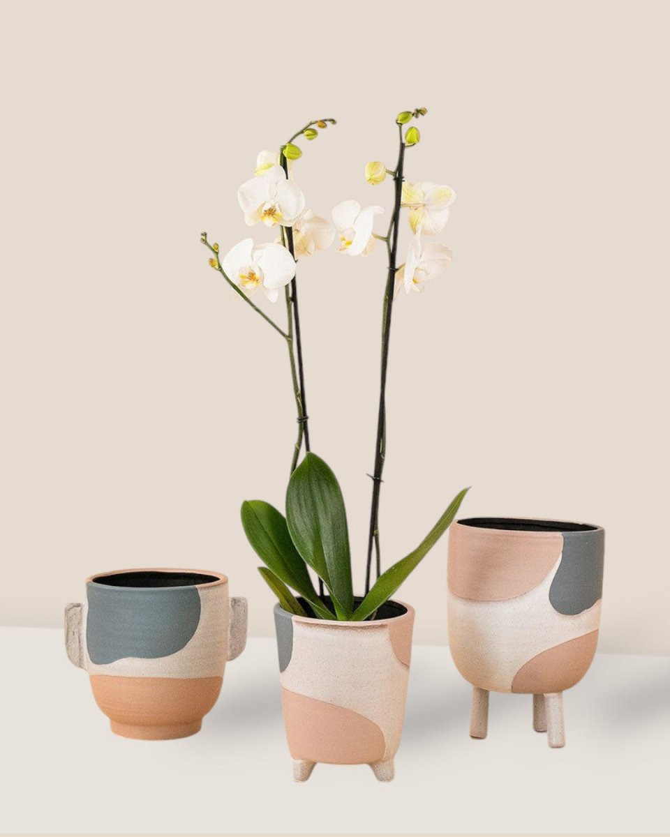 pots for plants singapore Marluz Planters - Ceramic Indoor Pots Singapore