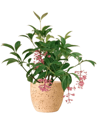 Medinilla Plant - dwarf paired with little egg pot pink