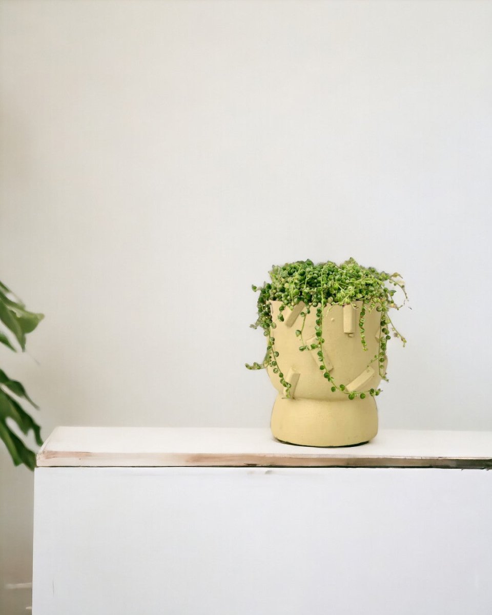 Medium String of Pearls Variegated - grow pot - Potted plant - Tumbleweed Plants - Online Plant Delivery Singapore