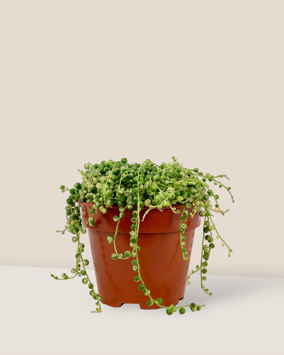 Medium String of Pearls Variegated - Potted plant -  Tumbleweed Plants