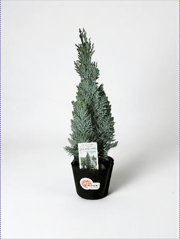 Mini Christmas Tree - Columnaris Glauca