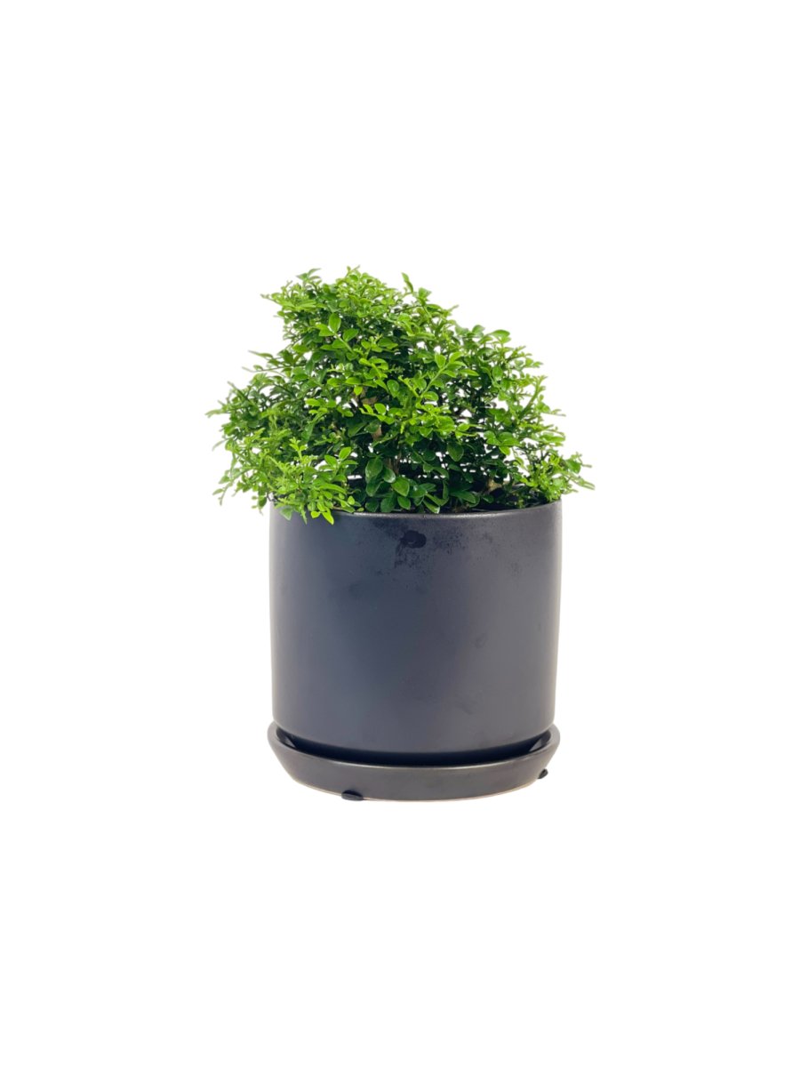 Mini Murraya Exotica Plant - grow pot - Potted plant - Tumbleweed Plants - Online Plant Delivery Singapore