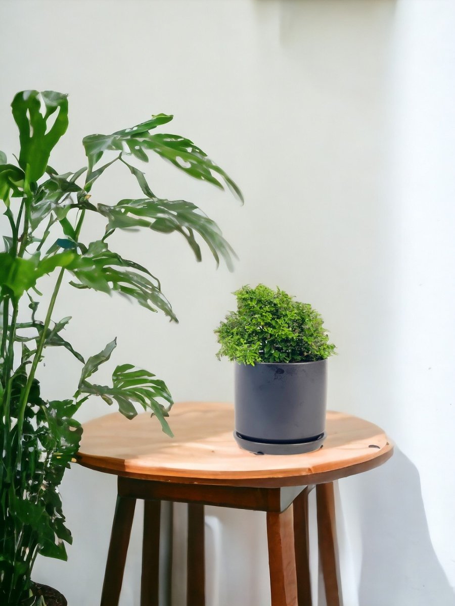 Mini Murraya Exotica Plant - grow pot - Potted plant - Tumbleweed Plants - Online Plant Delivery Singapore