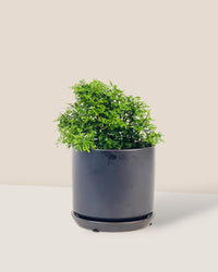 Mini Murraya Exotica Plant - grow pot - Potted plant - Tumbleweed Plants - Online Plant Delivery Singapore