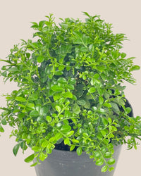 Mini Murraya Exotica Plant - grow pot - Potted plant - Tumbleweed Plants - Online Plant Delivery Singapore