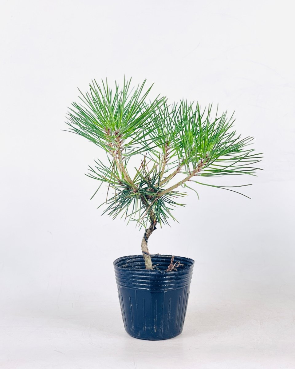 Miniature Japanese Black Pine/Pinus Thunbergii - grow pot - Potted plant - Tumbleweed Plants - Online Plant Delivery Singapore