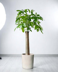 Money Tree - Single Trunk - Potted plant - POTT - MONE - GRWMDM - 3688 - Tumbleweed Plants - Online Plant Delivery Singapore