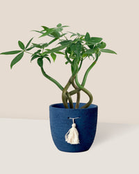 Money Tree Wavy - Potted plant -  Tumbleweed Plants