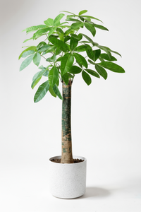 Money Tree - Single Trunk - Potted plant -  Tumbleweed Plants