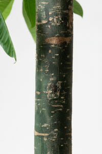 Money Tree - Single Trunk - Potted plant -  Tumbleweed Plants