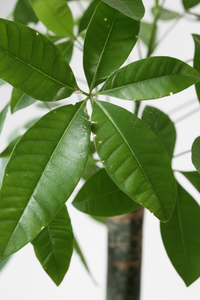 Money Tree - Single Trunk - Potted plant -  Tumbleweed Plants