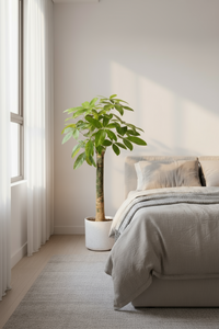 Money Tree - Single Trunk - Potted plant -  Tumbleweed Plants