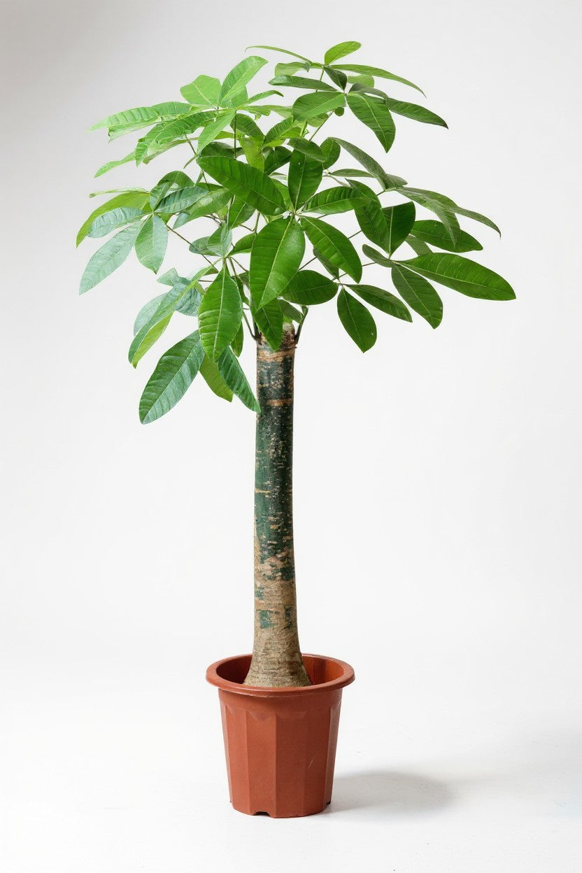 Money Tree - Single Trunk - Potted plant -  Tumbleweed Plants