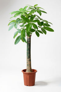 Money Tree - Single Trunk - Potted plant -  Tumbleweed Plants