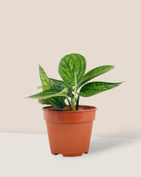Monstera Peru Plant (0.2m) - grow pot - Potted plant - Tumbleweed Plants - Online Plant Delivery Singapore