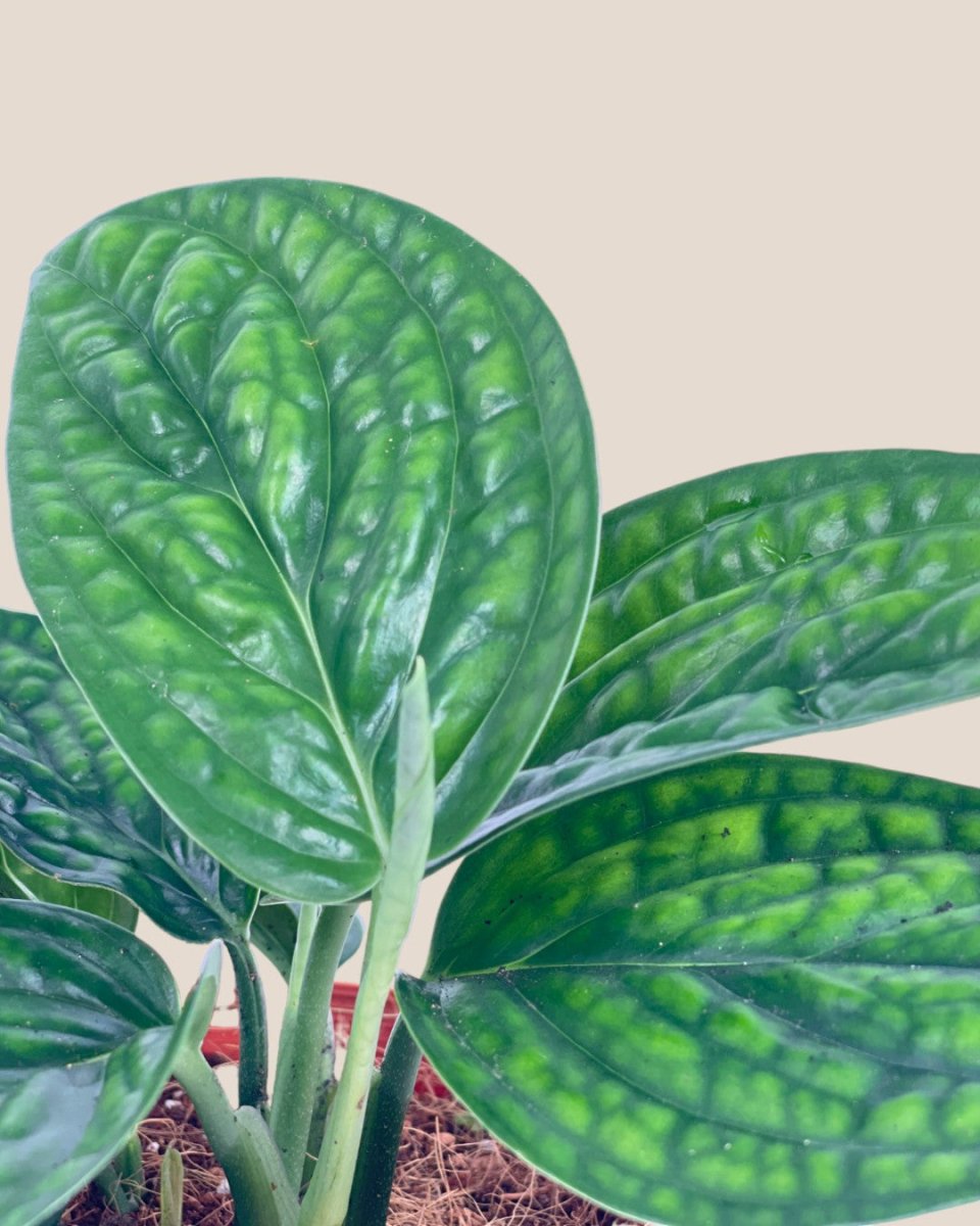 Monstera Peru Plant (0.2m) - grow pot - Potted plant - Tumbleweed Plants - Online Plant Delivery Singapore