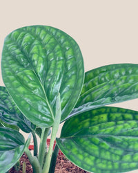 Monstera Peru Plant (0.2m) - grow pot - Potted plant - Tumbleweed Plants - Online Plant Delivery Singapore