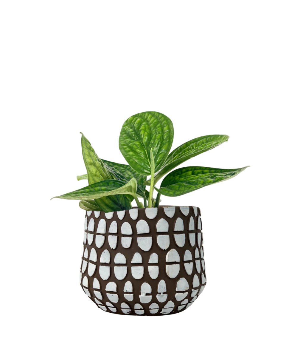 Monstera Peru Plant (0.2m) - grow pot - Potted plant - Tumbleweed Plants - Online Plant Delivery Singapore