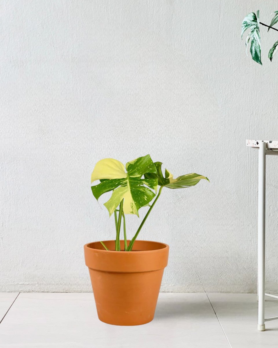 Monstera Thai Constellation - repotted into terracotta pot - Potted plant - Tumbleweed Plants - Online Plant Delivery Singapore