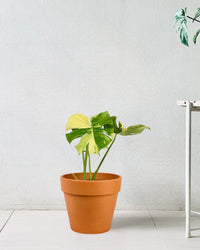 Monstera Thai Constellation - repotted into terracotta pot - Potted plant - Tumbleweed Plants - Online Plant Delivery Singapore