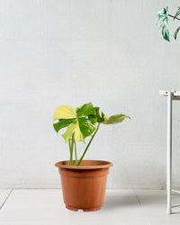 Monstera Thai Constellation - repotted into terracotta pot - Potted plant - Tumbleweed Plants - Online Plant Delivery Singapore