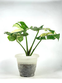 Monstera Thai Constellation - repotted into terracotta pot - Potted plant - Tumbleweed Plants - Online Plant Delivery Singapore