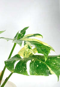 Monstera Thai Constellation - repotted into terracotta pot - Potted plant - Tumbleweed Plants - Online Plant Delivery Singapore