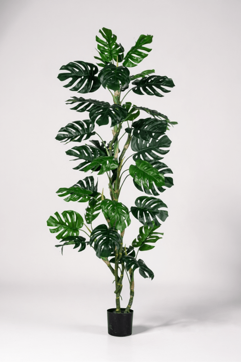 Monstera Tree (Life - life Artificial) - Potted plant - 5148161961608 - Tumbleweed Plants - Online Plant Delivery Singapore