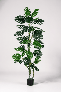 Monstera Tree (Life - life Artificial) - Potted plant - 5148161961608 - Tumbleweed Plants - Online Plant Delivery Singapore