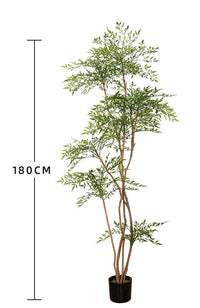 Nantian bamboo -  -  Tumbleweed Plants