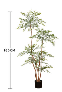 Nantian bamboo -  -  Tumbleweed Plants