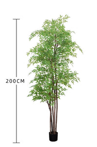 Nantian bamboo -  -  Tumbleweed Plants