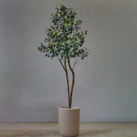Eucalyptus Real-Trunk Artificial - Potted plant -  Tumbleweed Plants
