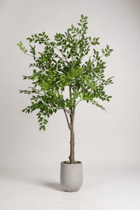 Elm Money Tree (Life - like Artificial) - Potted plant - 5300952242268 - Tumbleweed Plants - Online Plant Delivery Singapore