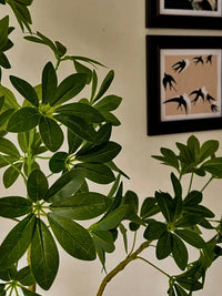 Dwarf Umbrella Tree (Life-like Artificial) -  -  Tumbleweed Plants