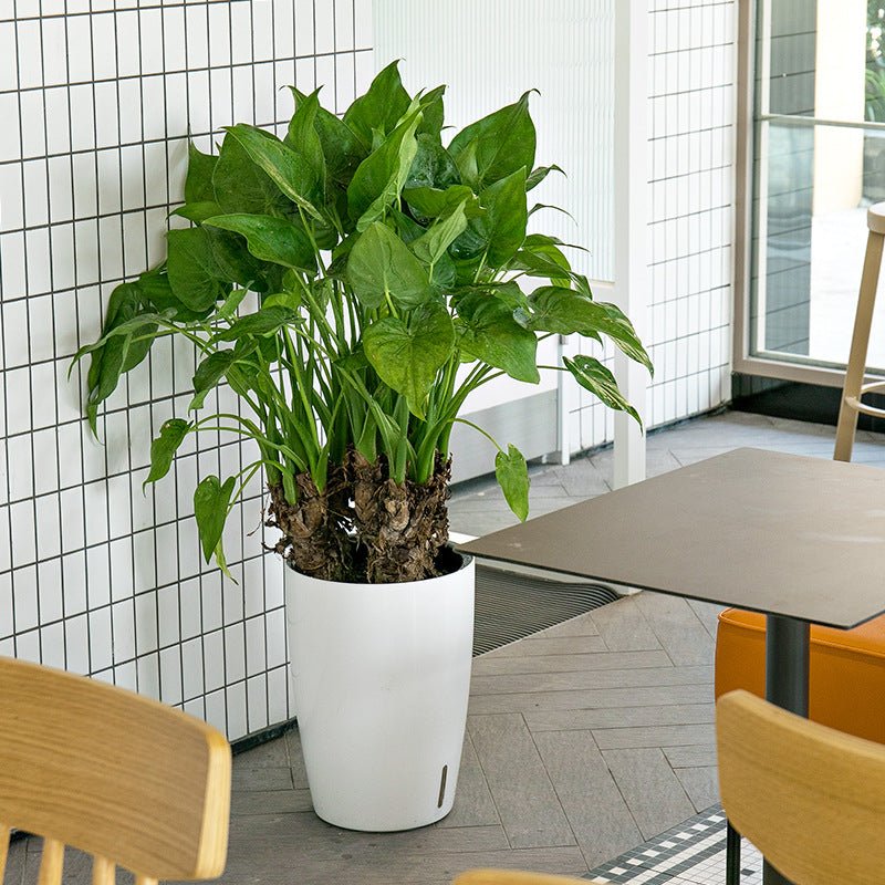 HydroEase Tall Self-Watering Planter - L - Planter - 5844348412796 - Tumbleweed Plants - Online Plant Delivery Singapore