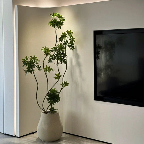 Dwarf Umbrella Tree (Life-like Artificial) -  -  Tumbleweed Plants