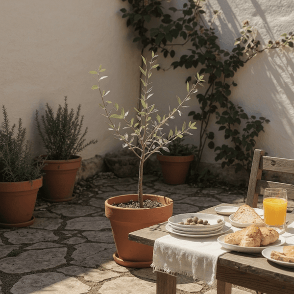 Olive Tree - Japan (0.5m) - Potted plant - JUST - OLIV - GRW - 2233 - Tumbleweed Plants - Online Plant Delivery Singapore