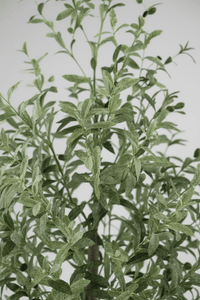 Olive Tree (Life - like Artificial) - Potted plant - bsv_5526140300167 - Tumbleweed Plants - Online Plant Delivery Singapore