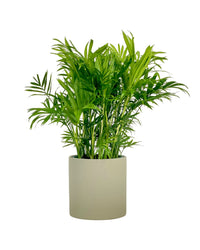 Parlour Palm - grow pot - Potted plant - Tumbleweed Plants - Online Plant Delivery Singapore