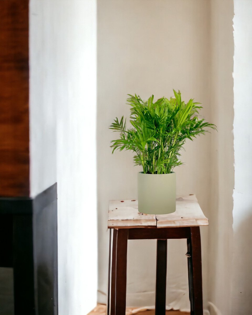 Parlour Palm - grow pot - Potted plant - Tumbleweed Plants - Online Plant Delivery Singapore