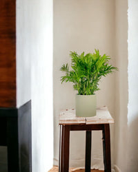 Parlour Palm - grow pot - Potted plant - Tumbleweed Plants - Online Plant Delivery Singapore