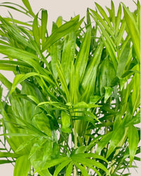 Parlour Palm - grow pot - Potted plant - Tumbleweed Plants - Online Plant Delivery Singapore